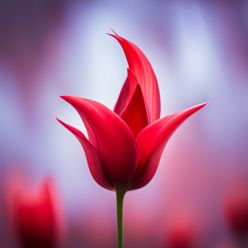 close-up, macro, petals, vibrant red, romantic, nature, detail, contrast, soft focus, bokeh, beauty, elegance