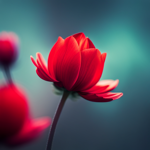 romanticism, delicate red petals, macro close-up, emotional symbolism, thorns, vibrant nature, fragility and beauty, life cycle, impressionist still-life, chiaroscuro, soft-focus bokeh, warm lighting, elegant contrast, art nouveau influence, texture detail, vibrant red, symbolic expression, romantic essence, nuanced shapes, visual narrative, artistic intent, dramatic composition