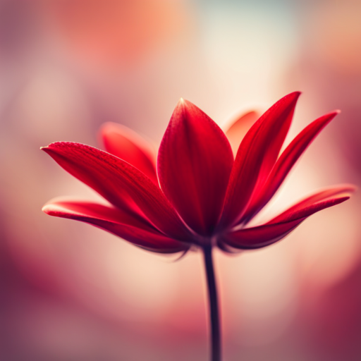 close-up, macro, petals, vibrant red, romantic, nature, detail, contrast, soft focus, bokeh, beauty, elegance